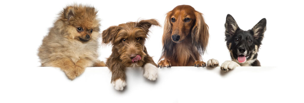 group-of-dogs-pets-leaning-on-a-white-empty-board-SJCAFH5