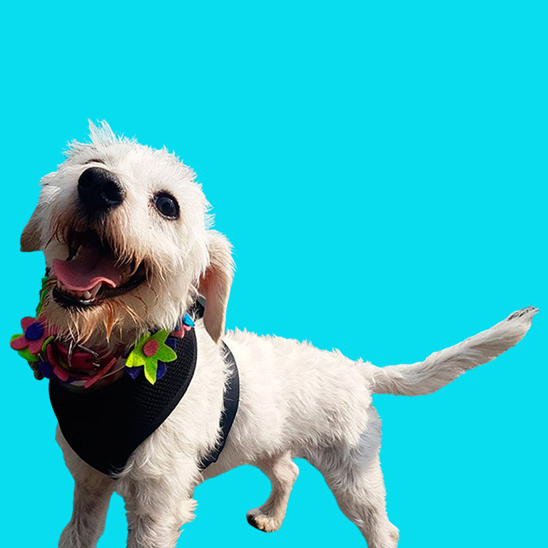 Milu Pet Care - Pet Sitting Services movil devices 1