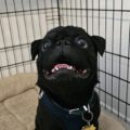Oliver