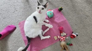 Read more about the article Respect Your Cat Day – How to Pamper and Care for Your Feline Friend