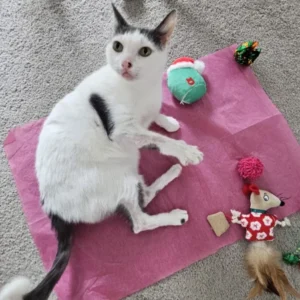 Read more about the article Respect Your Cat Day – How to Pamper and Care for Your Feline Friend