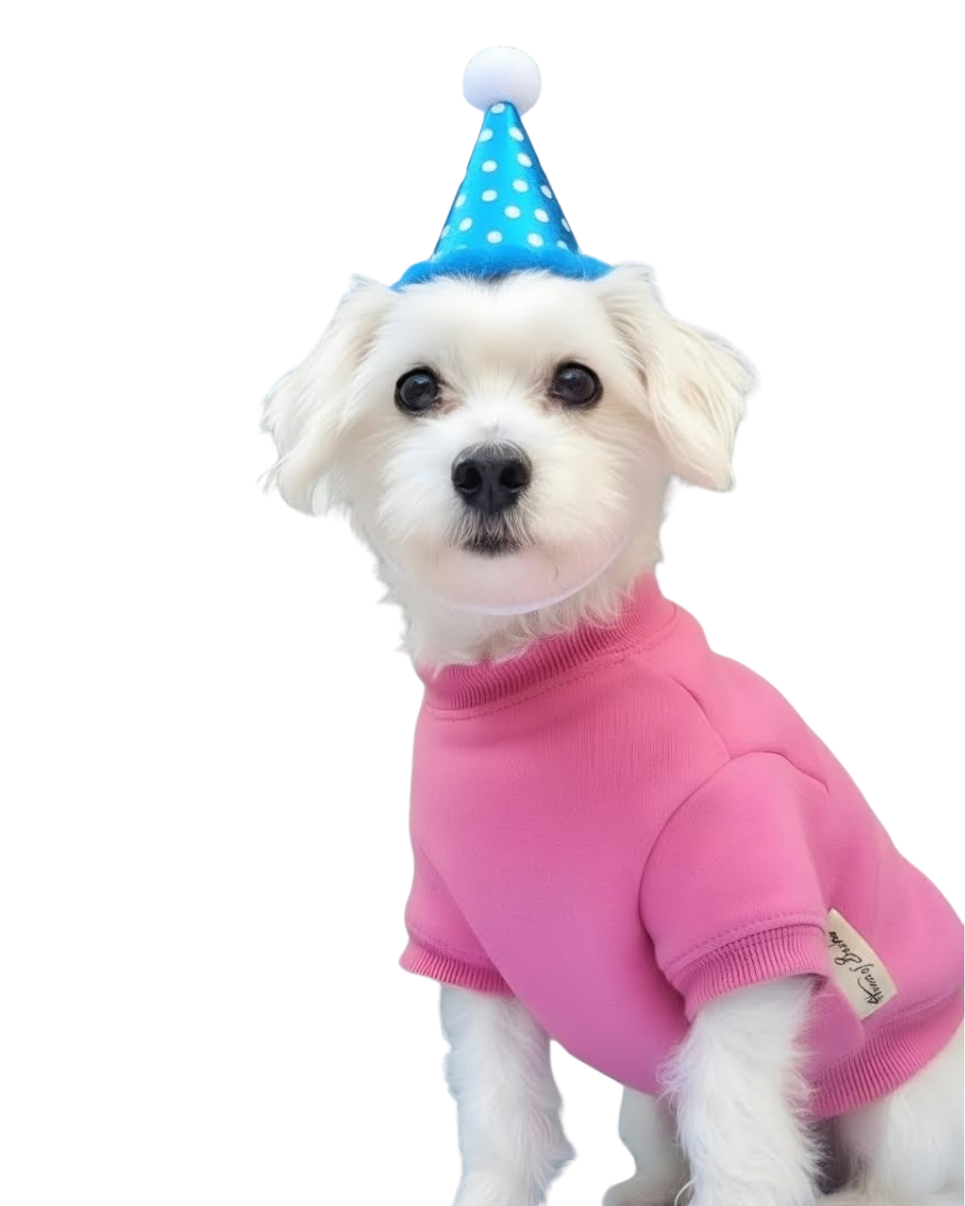 Milu-Dog-Birthday-26