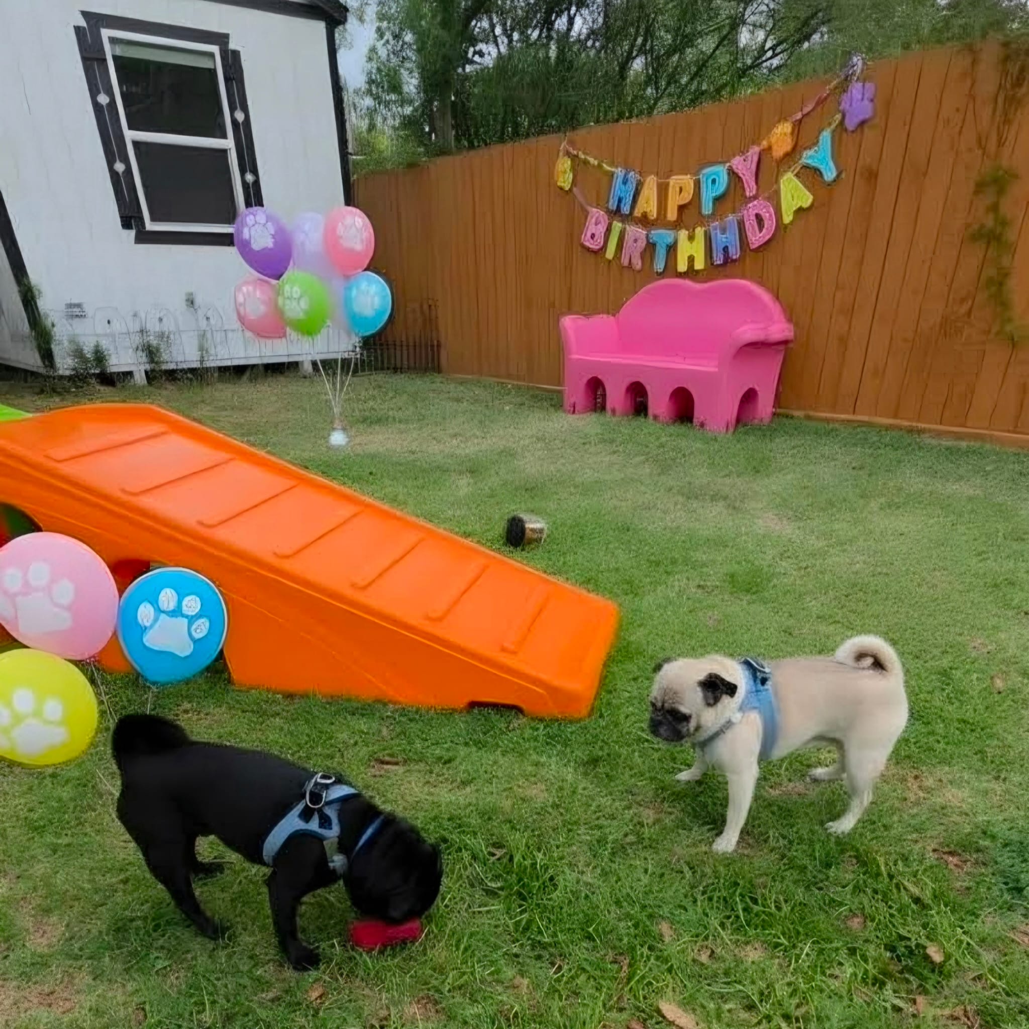 Milu's Pet Care - Dog Birthday (1)